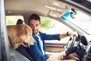 man driving with dog in the car